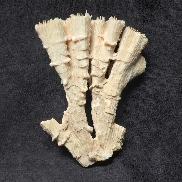 Pink Ocean Coral Reef Pilar Pavona Cactus Natural Ocean Treasure Home Decor - Picture 12 of 16